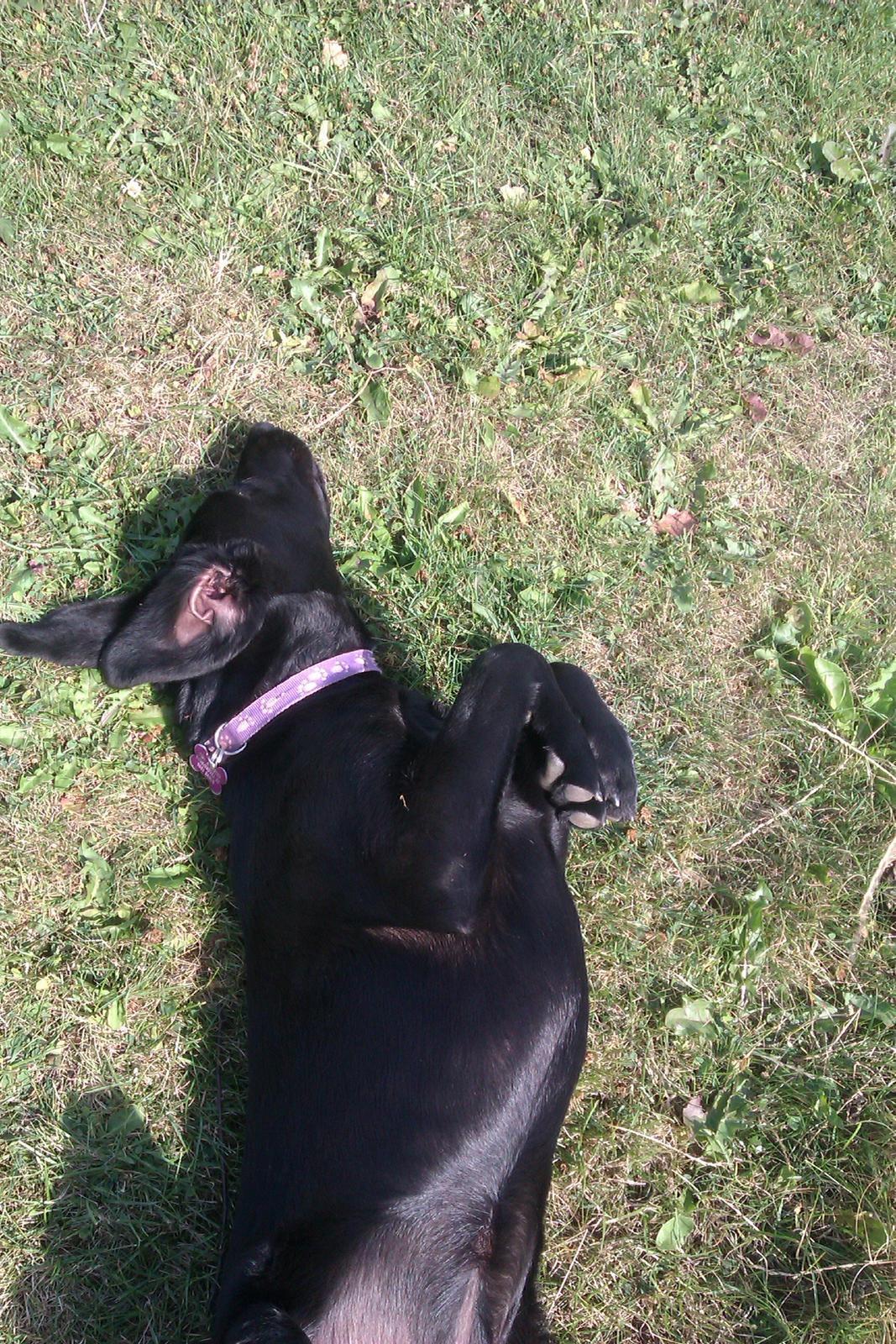 Labrador retriever Malikka billede 14