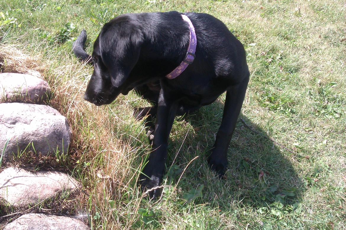 Labrador retriever Malikka billede 15