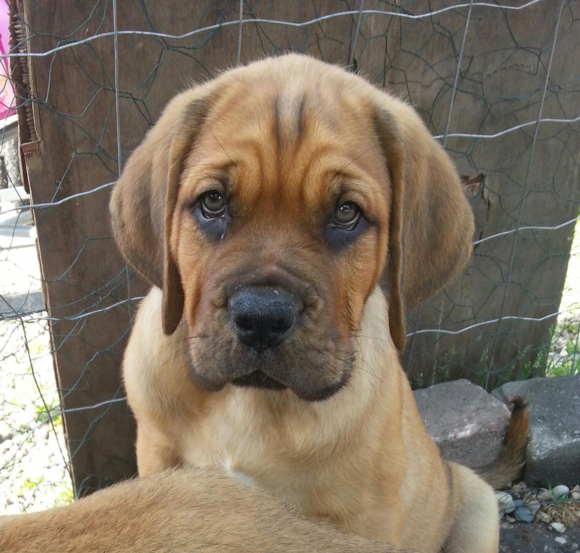 Blanding af racer Nahla ( himmelhund pga sygdom ) billede 1