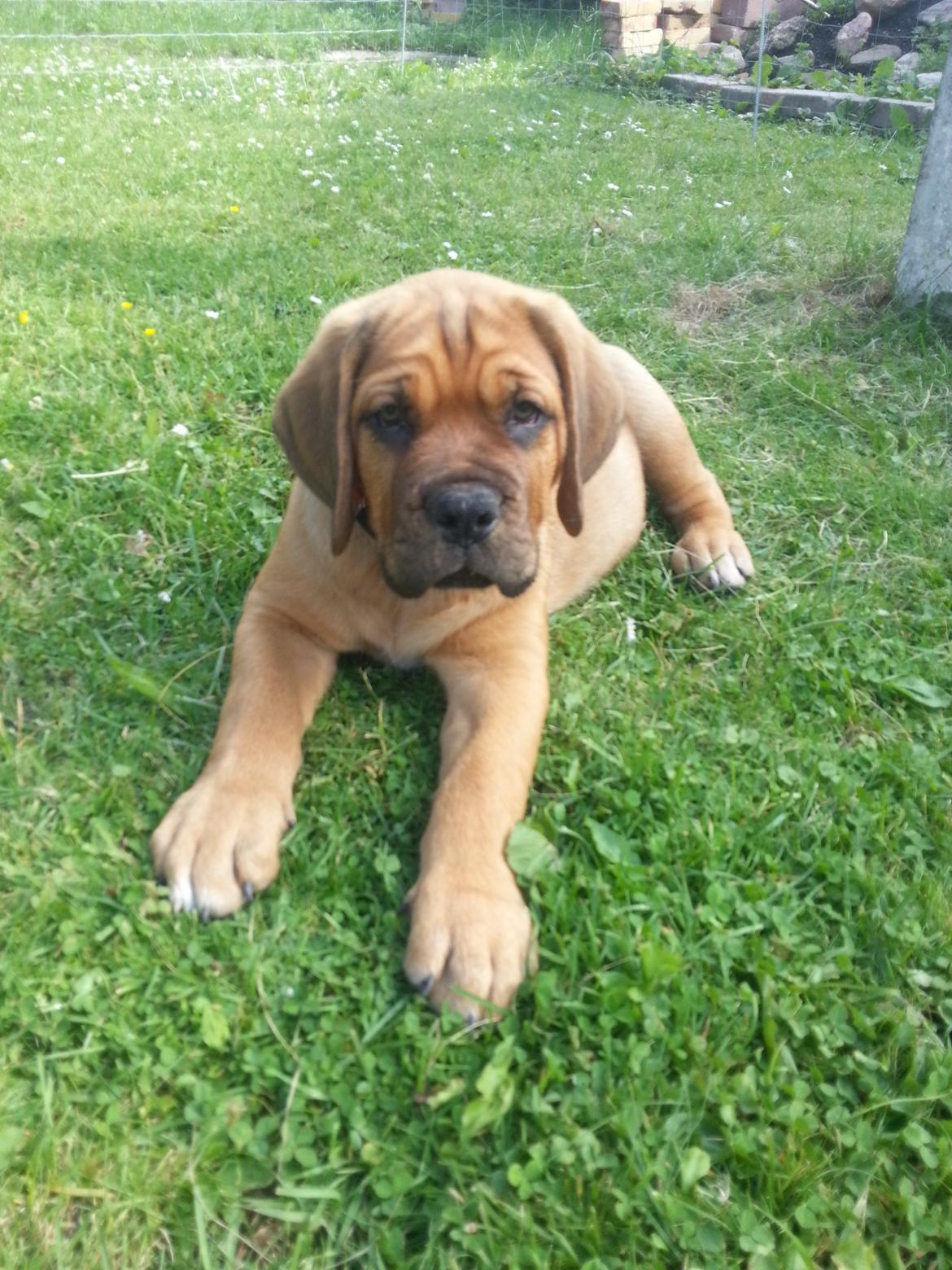 Blanding af racer Nahla ( himmelhund pga sygdom ) billede 3