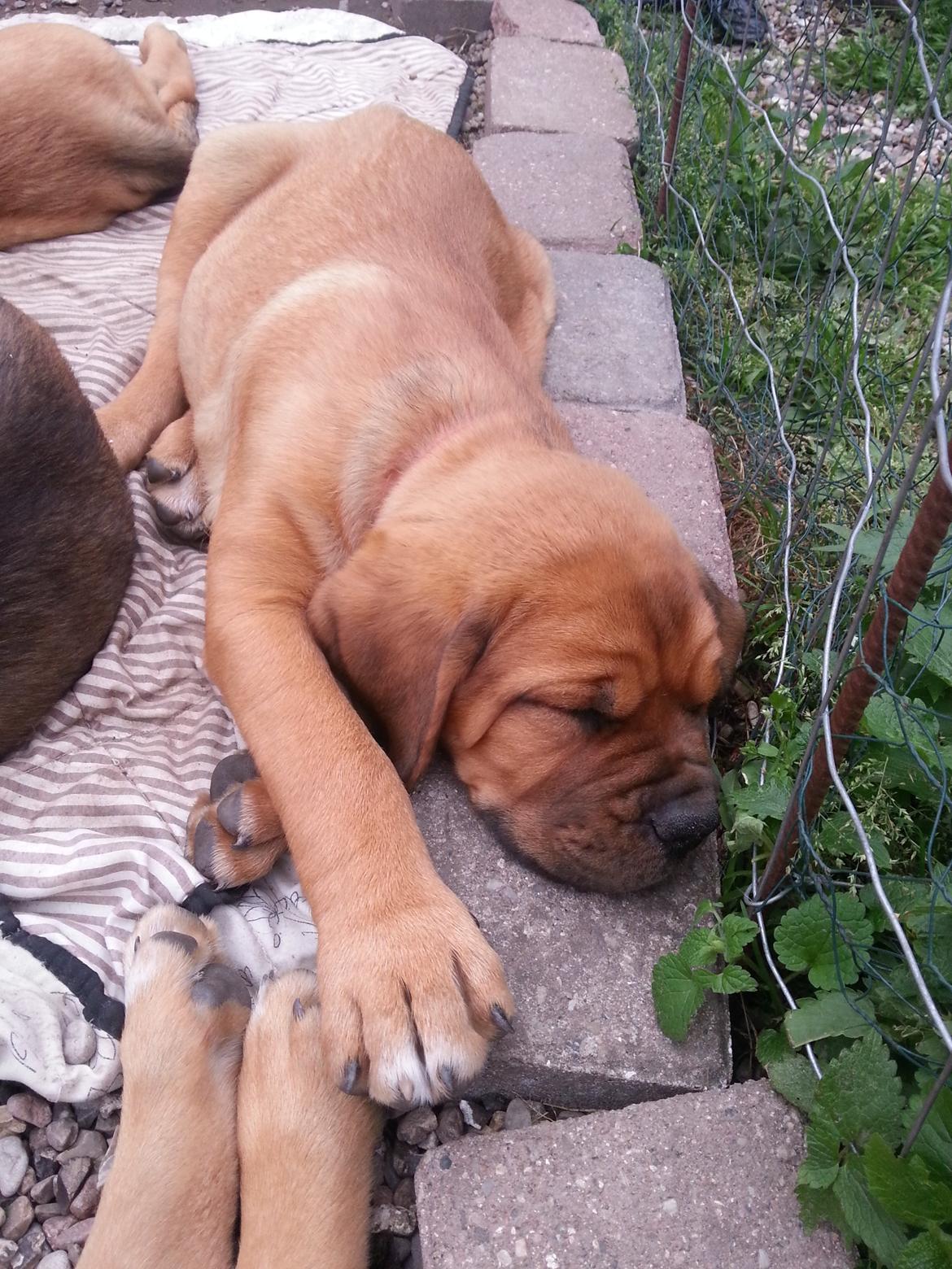 Blanding af racer Nahla ( himmelhund pga sygdom ) billede 4