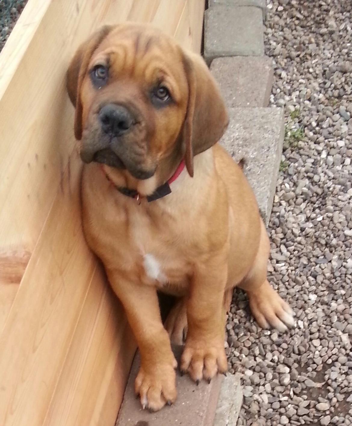 Blanding af racer Nahla ( himmelhund pga sygdom ) billede 5