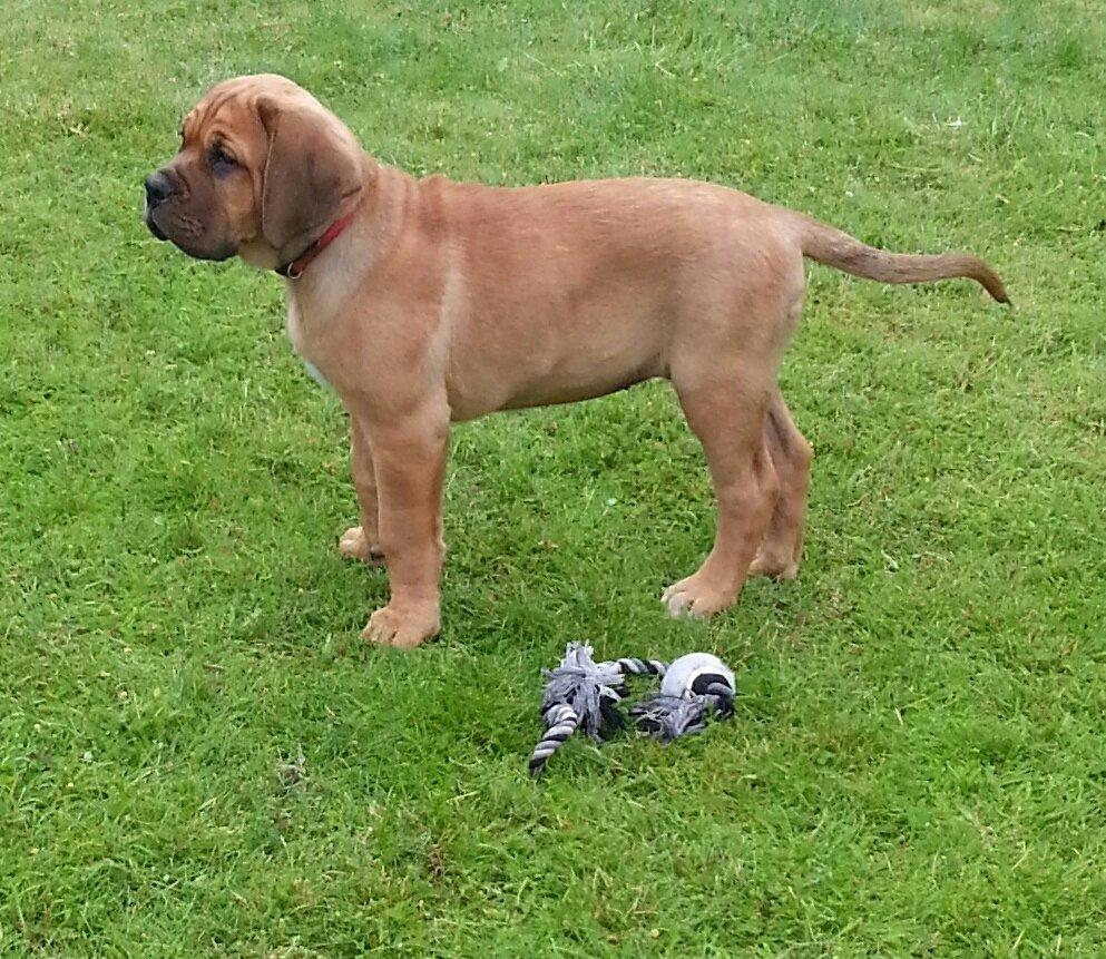 Blanding af racer Nahla ( himmelhund pga sygdom ) billede 6