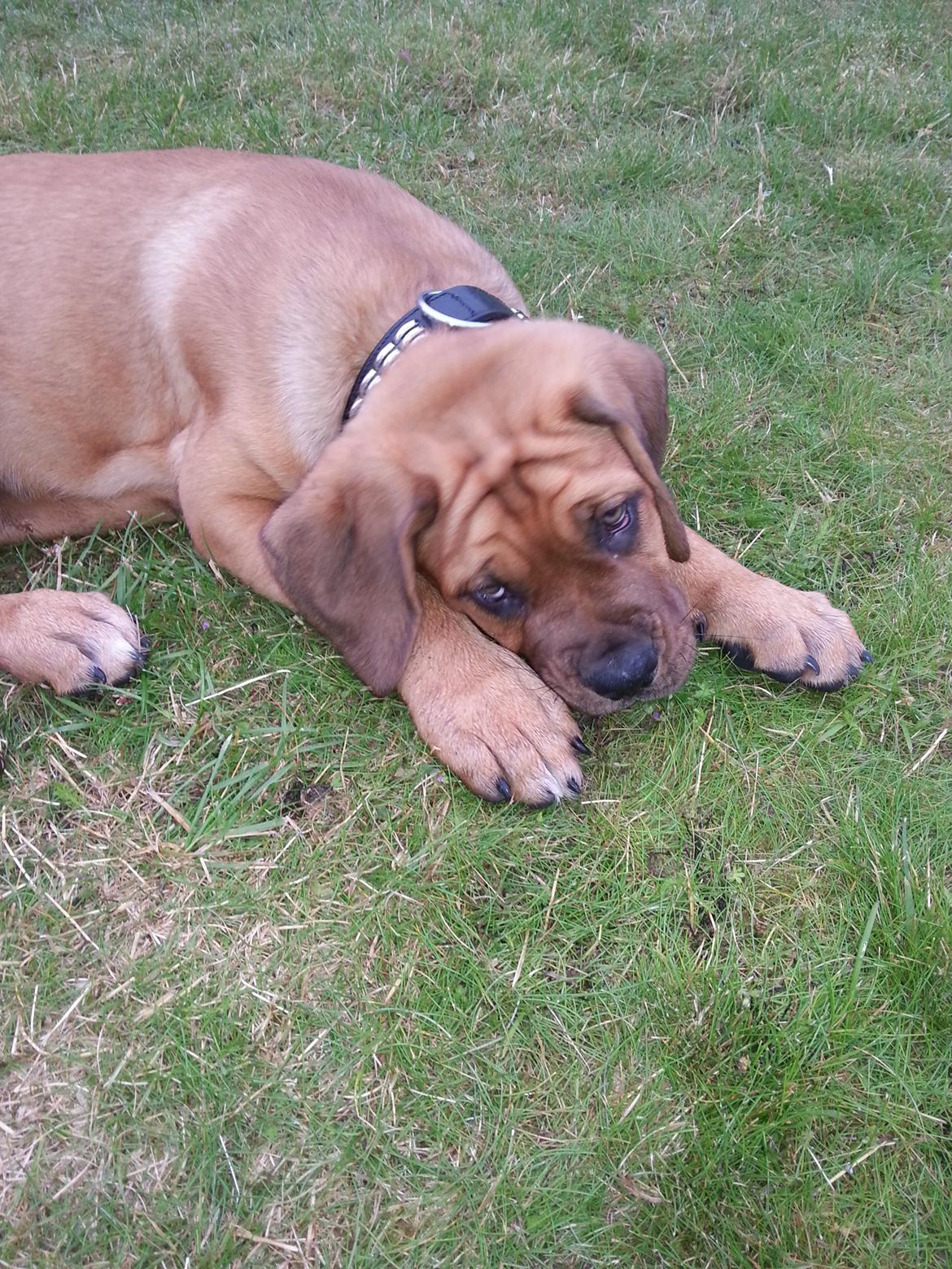 Blanding af racer Nahla ( himmelhund pga sygdom ) billede 8