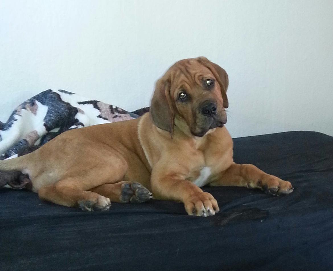 Blanding af racer Nahla ( himmelhund pga sygdom ) billede 9