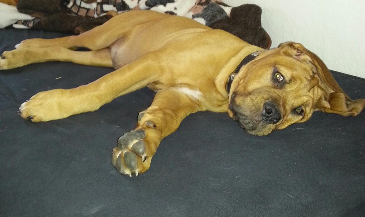 Blanding af racer Nahla ( himmelhund pga sygdom ) - ahhhh intet bedre end at sove i sengen  billede 10