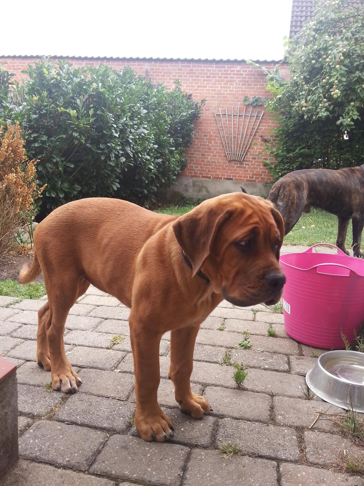 Blanding af racer Nahla ( himmelhund pga sygdom ) billede 12