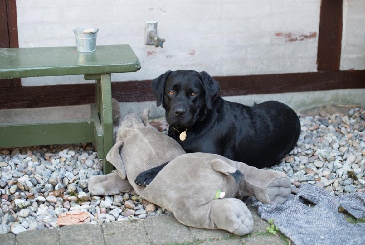 Labrador retriever Bonzo billede 1