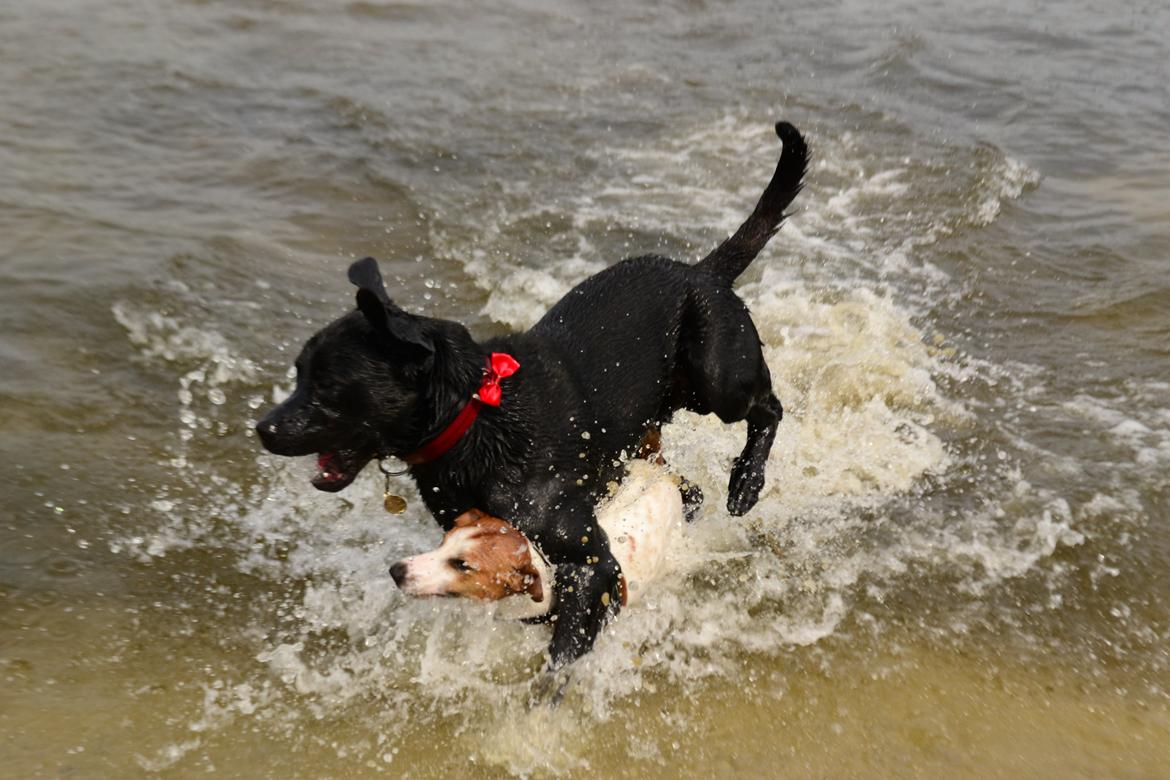 Blanding af racer Djudju - Dju Dju leger med bølle :D billede 18