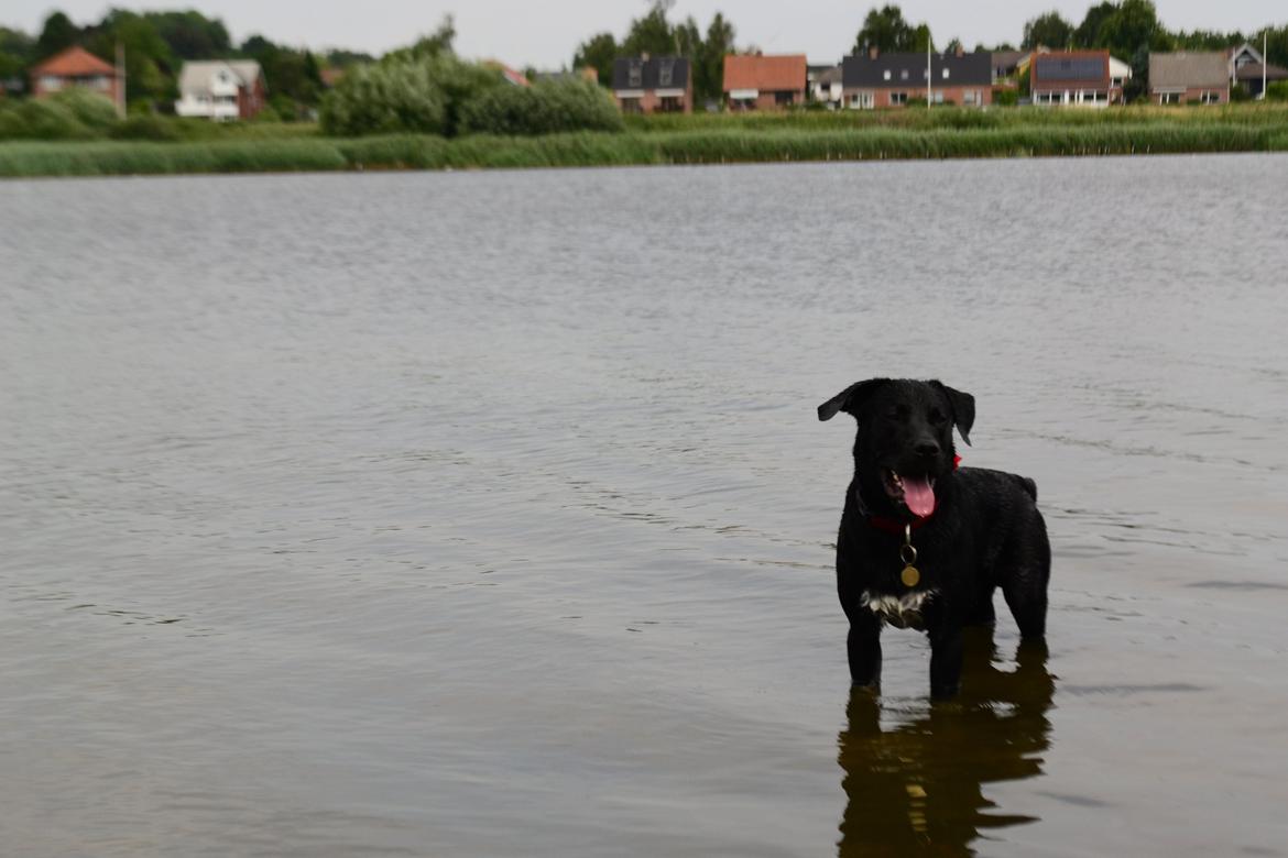 Blanding af racer Djudju - Min hundi bader :D billede 19