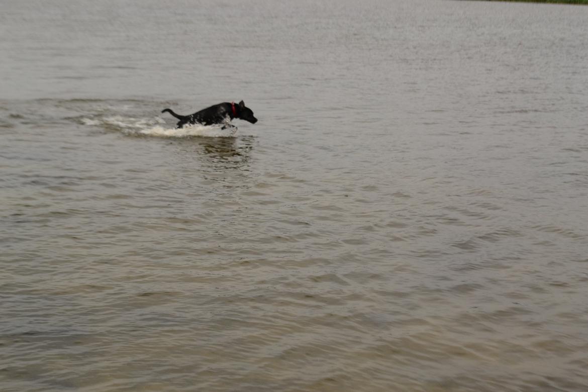 Blanding af racer Djudju billede 20