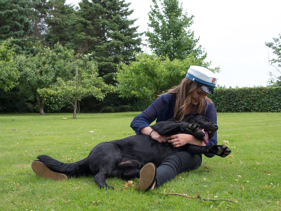 Labrador retriever Bonzo billede 18