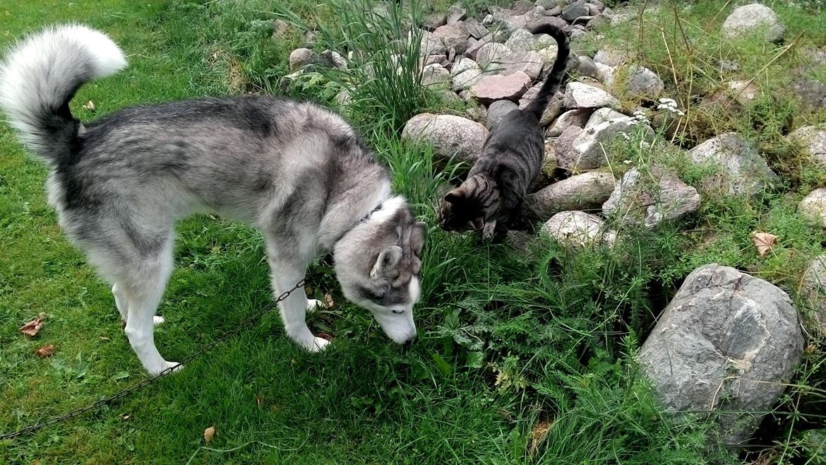 Blanding af racer Simba - Simba med hans bedste ven Hugo billede 2