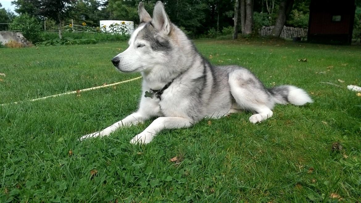 Blanding af racer Simba billede 1