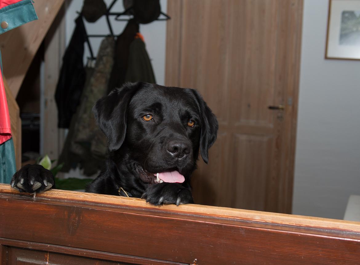 Labrador retriever Bonzo billede 19