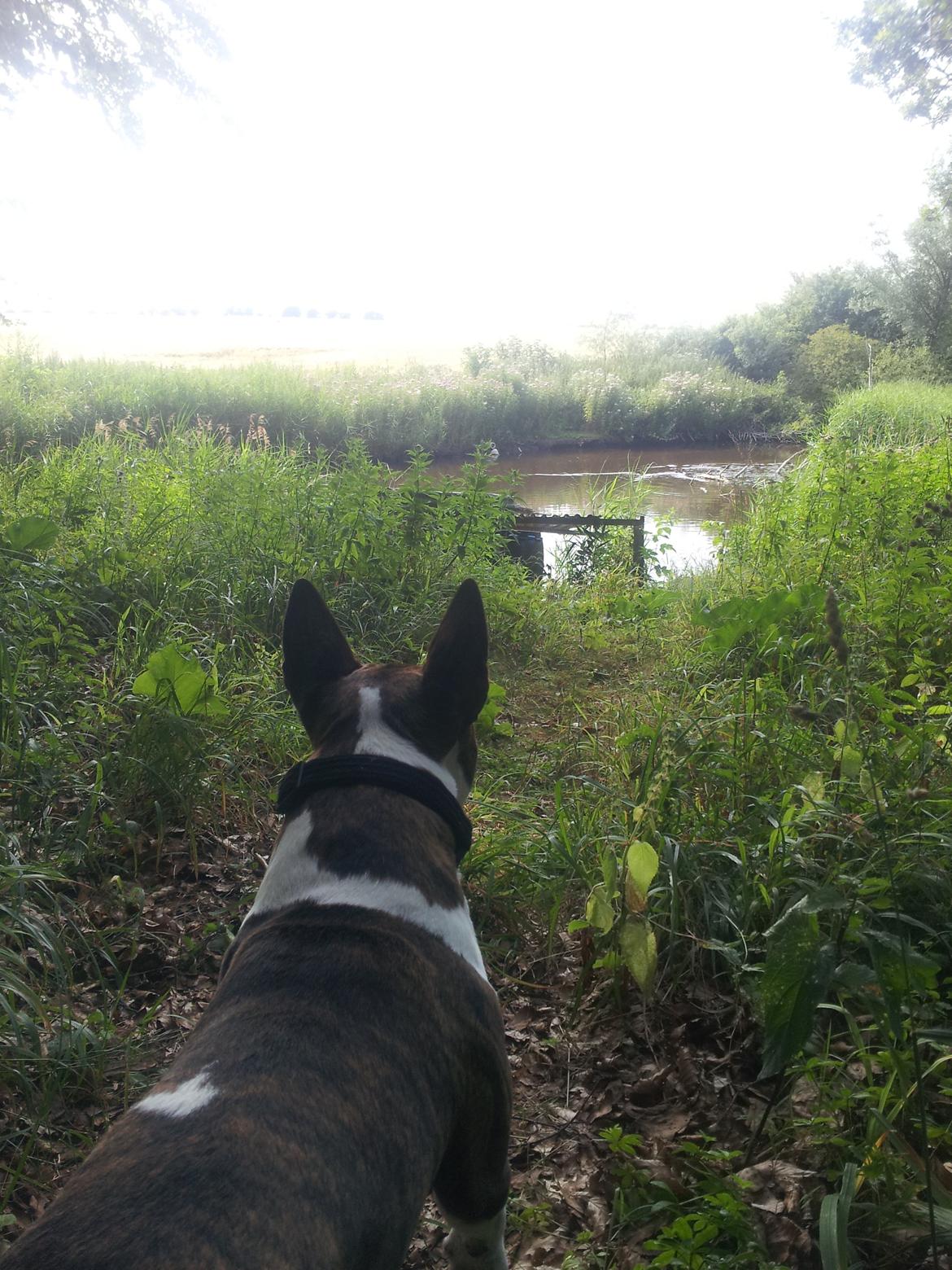 Bullterrier miniature Kenzo - på skovtur, forår 13 billede 22