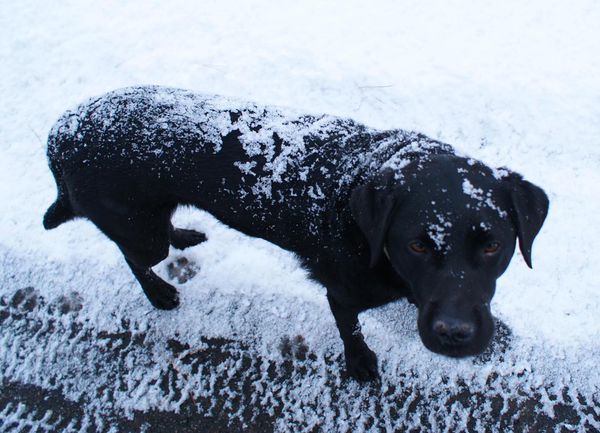 Labrador retriever Sasha billede 16