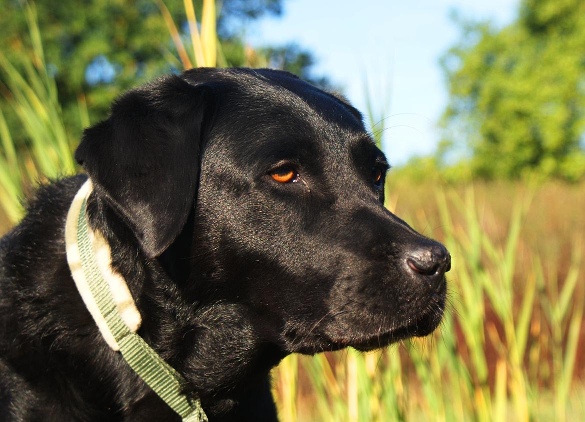 Labrador retriever Sasha billede 3