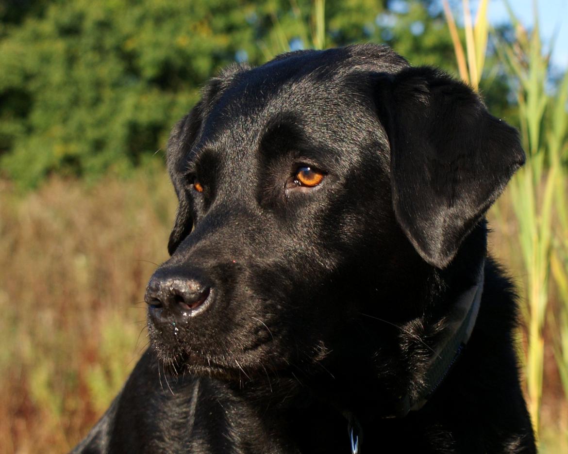 Labrador retriever Sasha billede 17