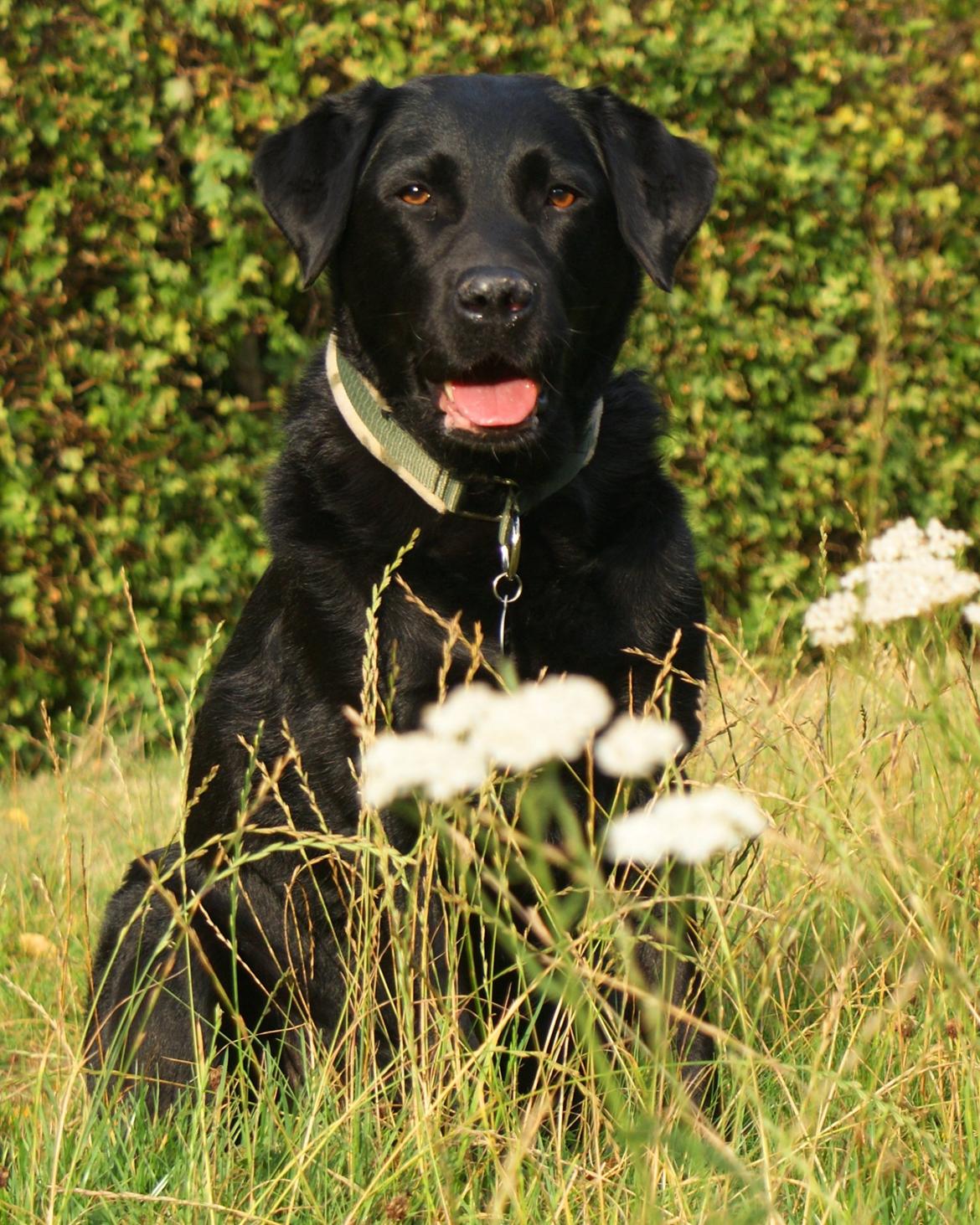 Labrador retriever Sasha billede 18