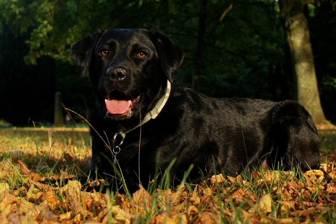 Labrador retriever Sasha billede 19