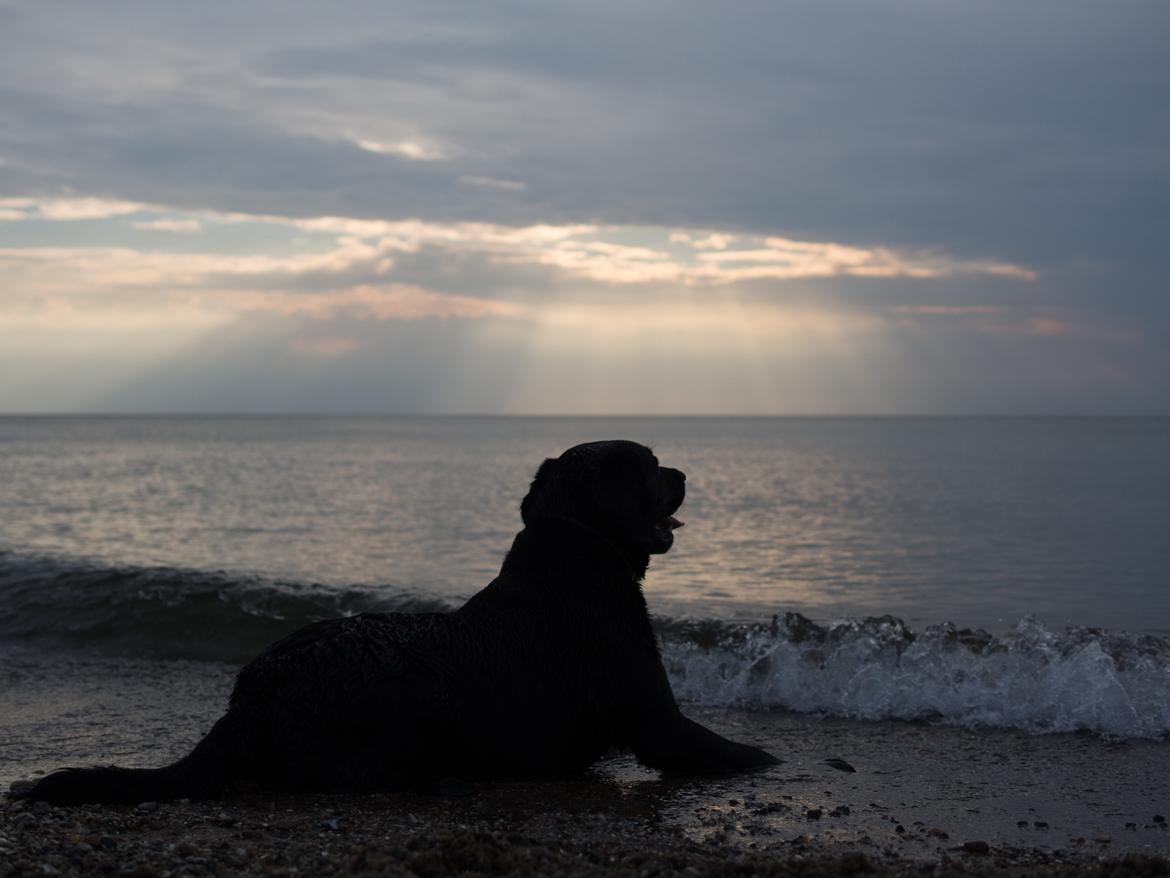 Labrador retriever Bonzo billede 21