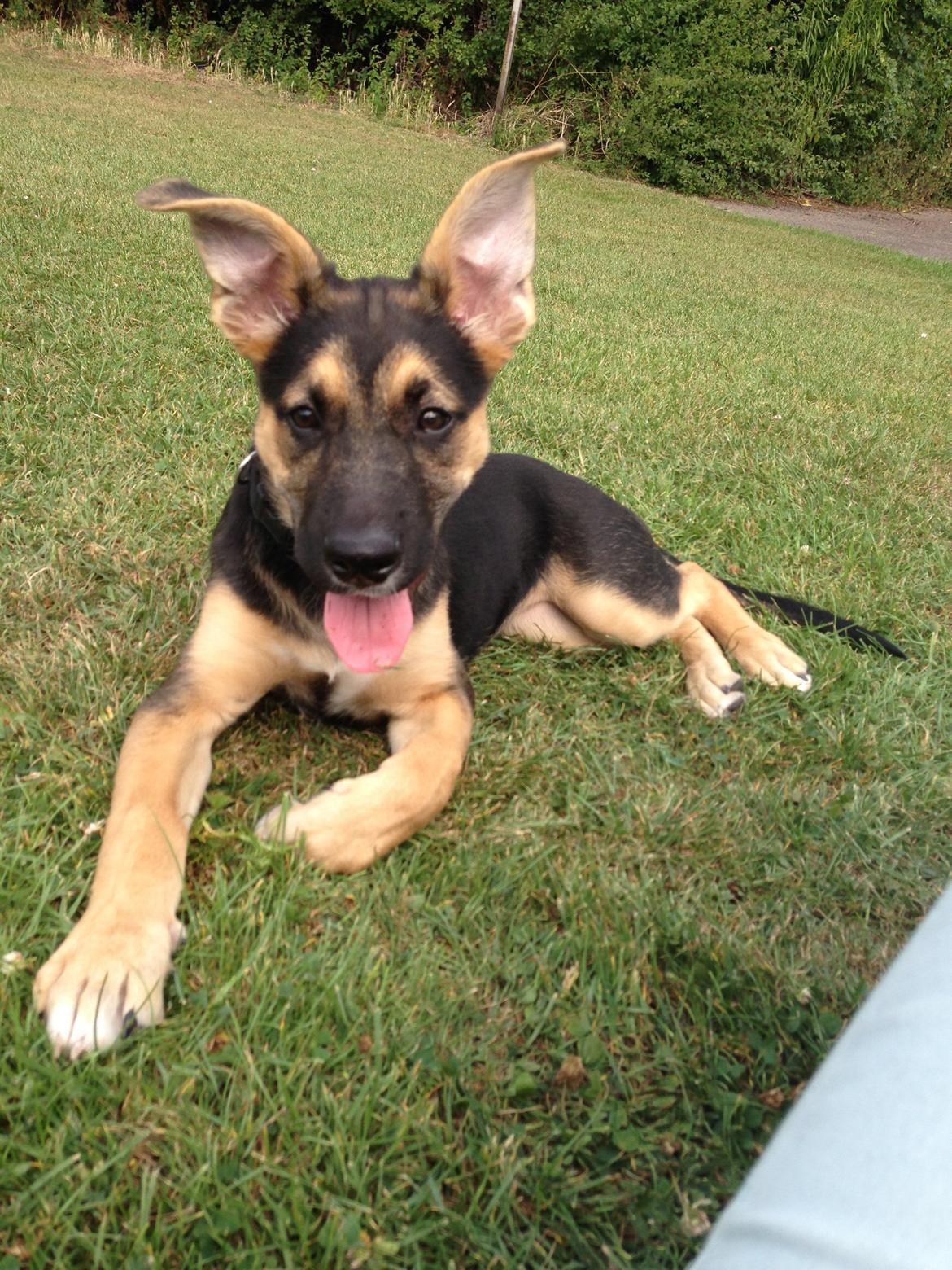 Blanding af racer Candie schæfer bland. billede 1