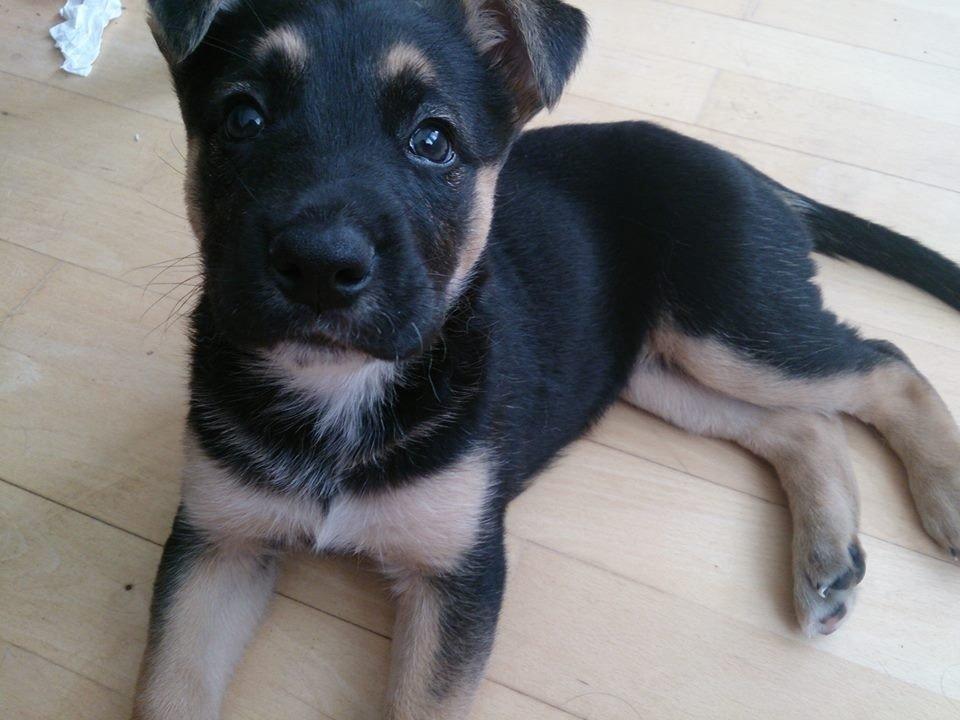 Blanding af racer Candie schæfer bland. billede 2