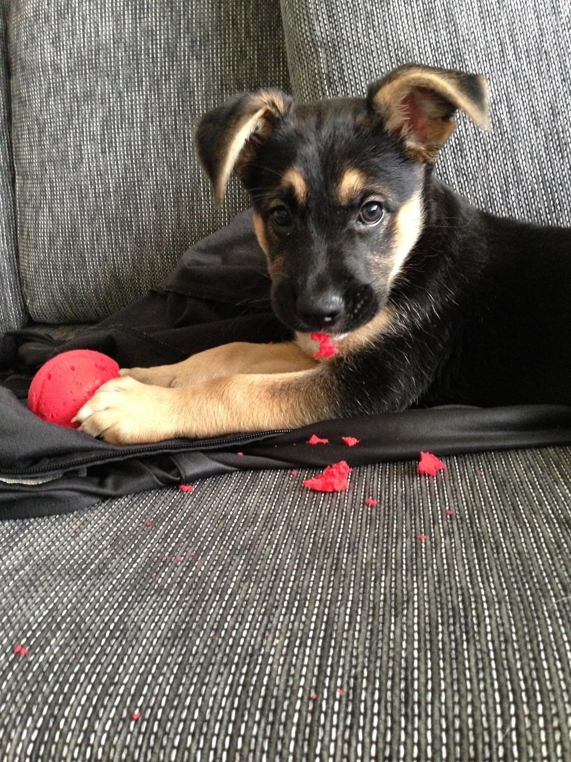 Blanding af racer Candie schæfer bland. billede 3