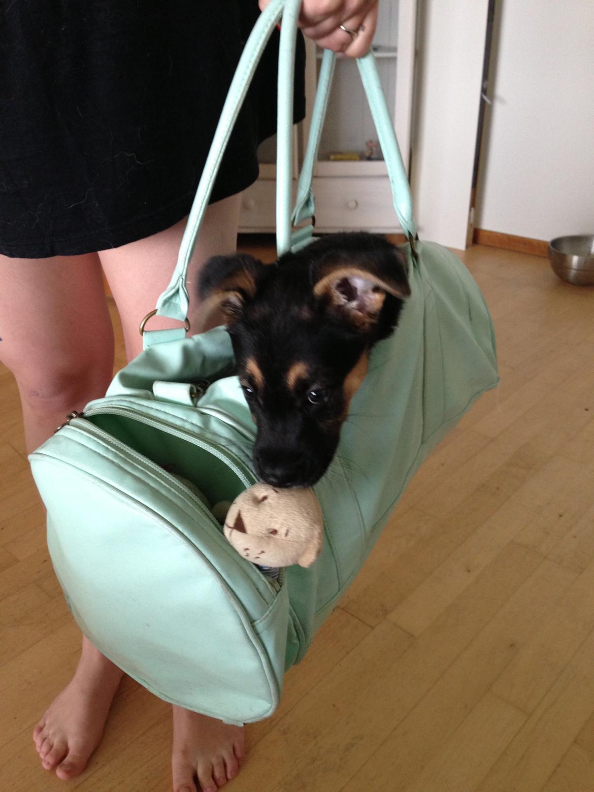 Blanding af racer Candie schæfer bland. billede 4