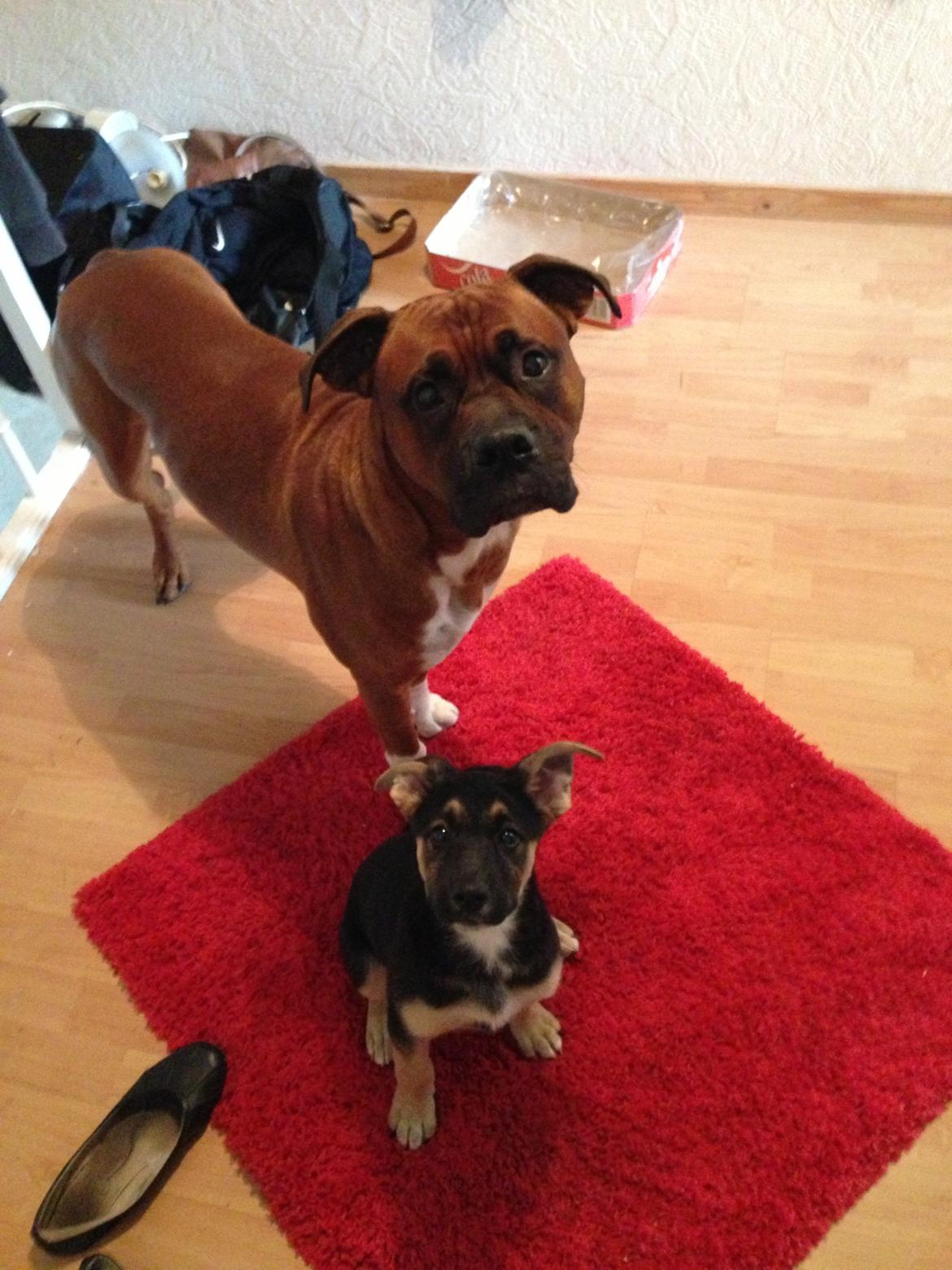 Blanding af racer Candie schæfer bland. billede 5