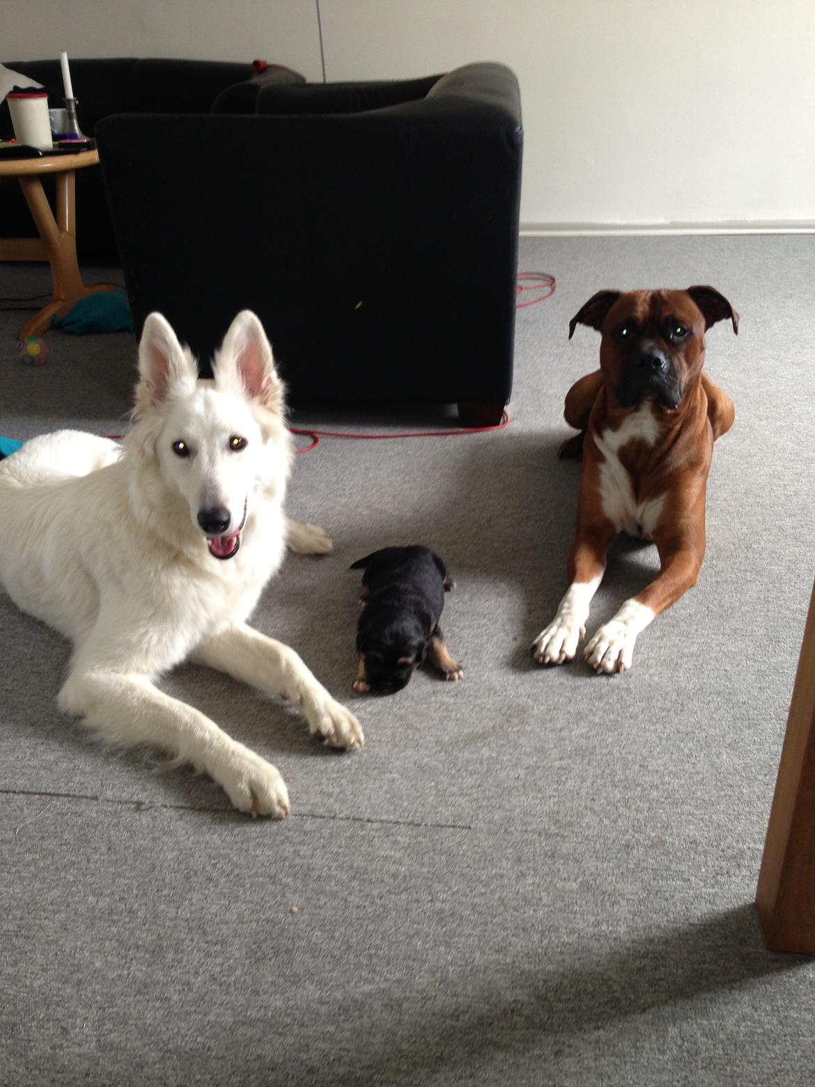 Blanding af racer Candie schæfer bland. billede 6