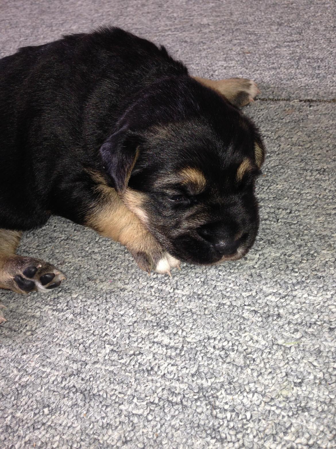 Blanding af racer Candie schæfer bland. billede 7