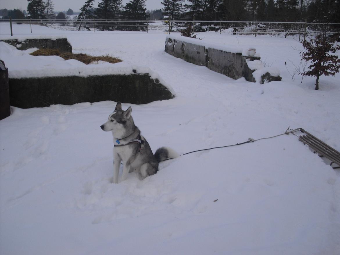 Blanding af racer Simba billede 3