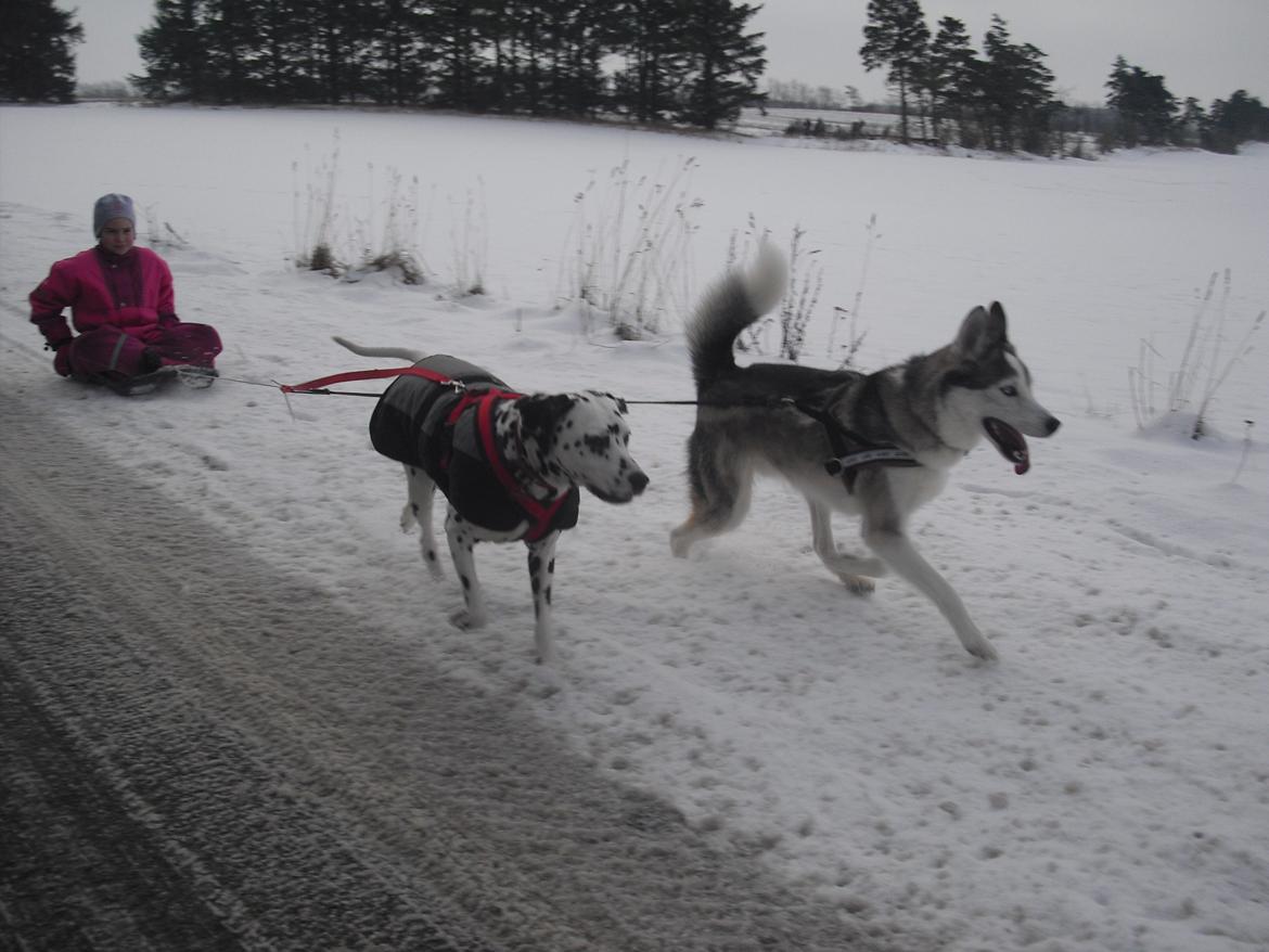 Blanding af racer Simba billede 4