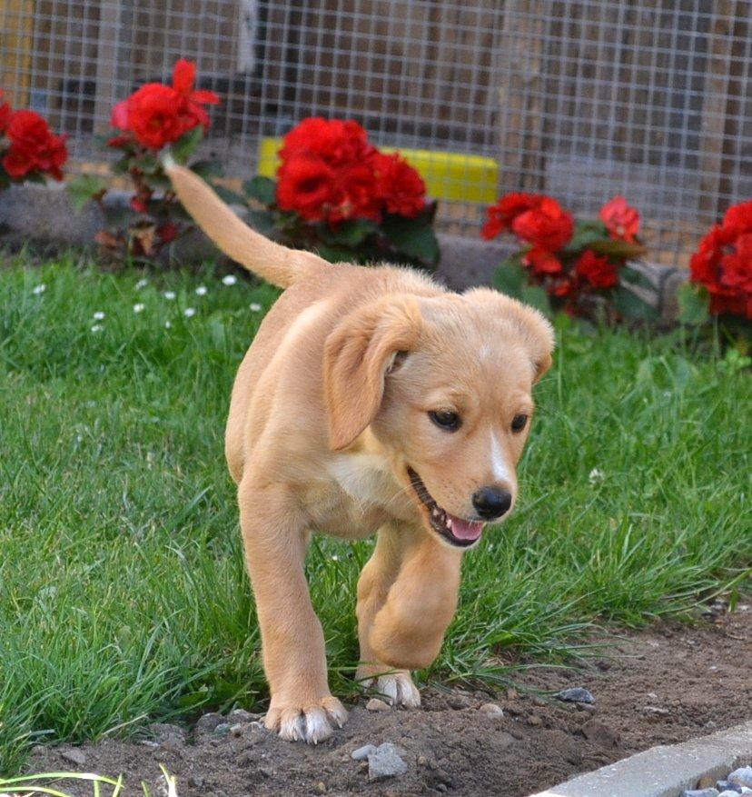 Blanding af racer Luna *Min mors hund* billede 6