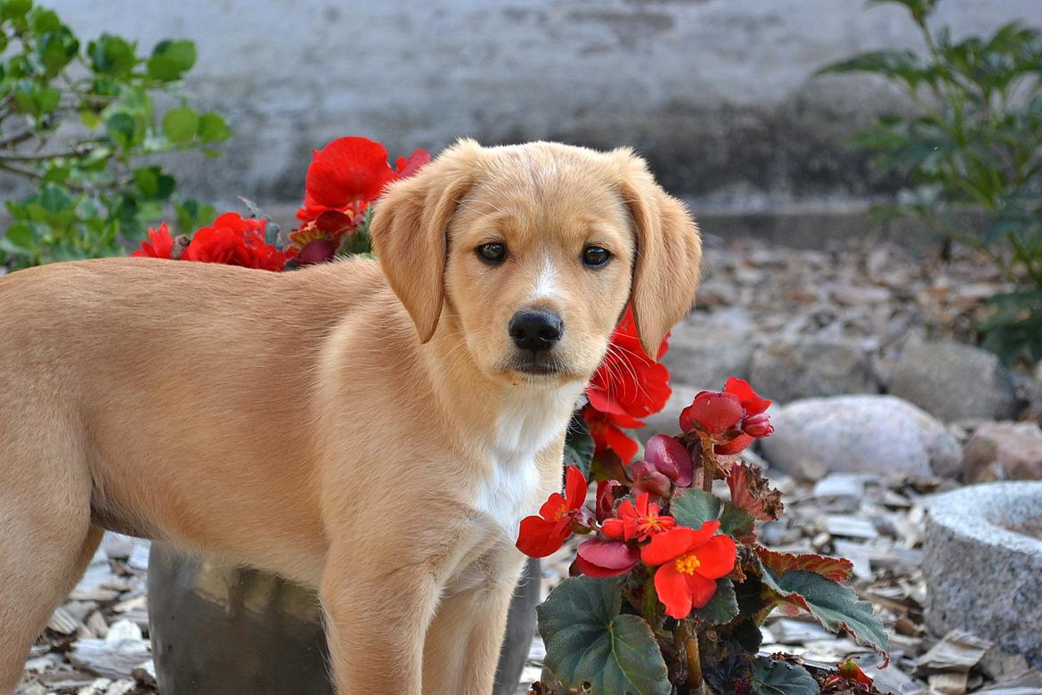 Blanding af racer Luna *Min mors hund* billede 4