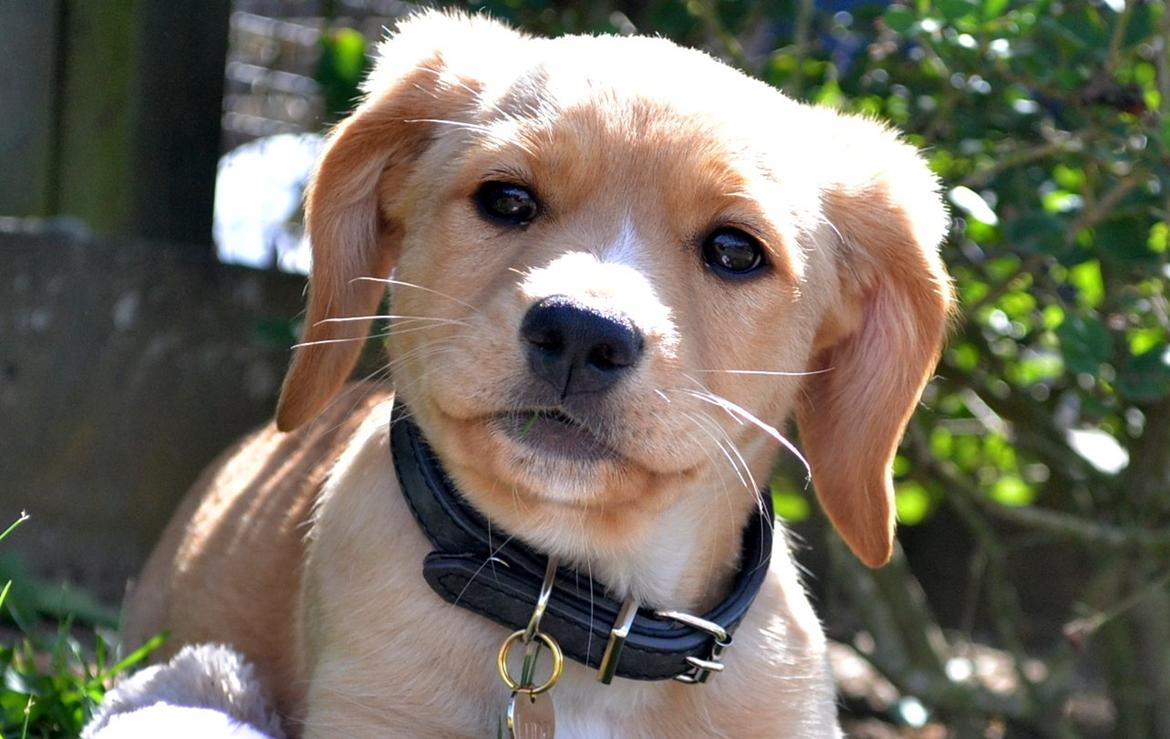 Blanding af racer Luna *Min mors hund* billede 7