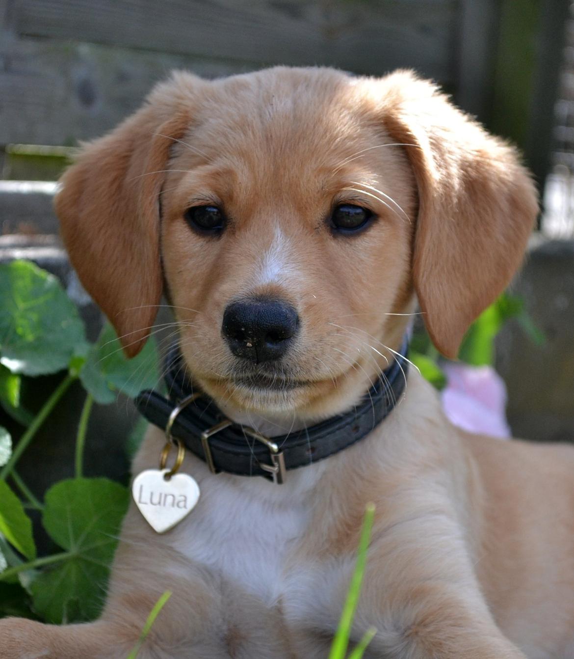 Blanding af racer Luna *Min mors hund* billede 2