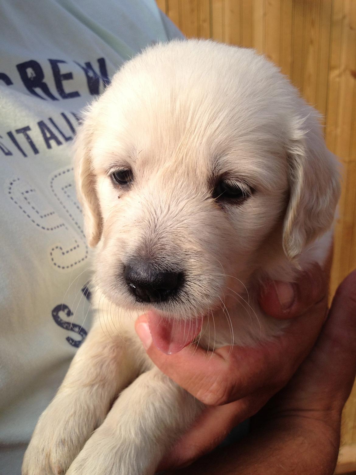 Golden retriever Fifi billede 17
