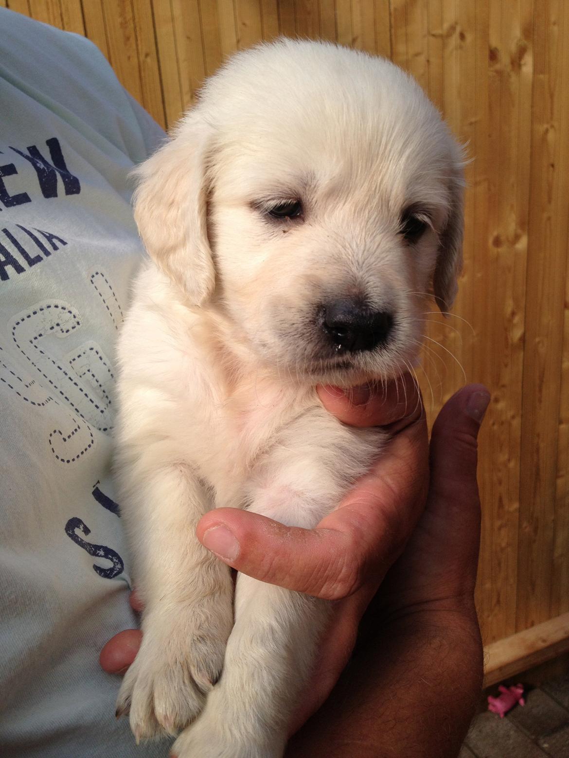 Golden retriever Fifi billede 16