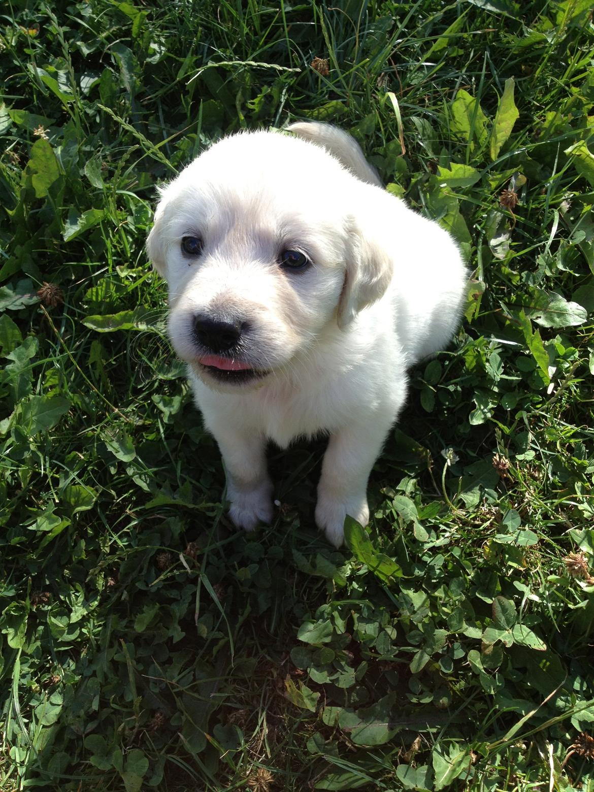 Golden retriever Fifi billede 14