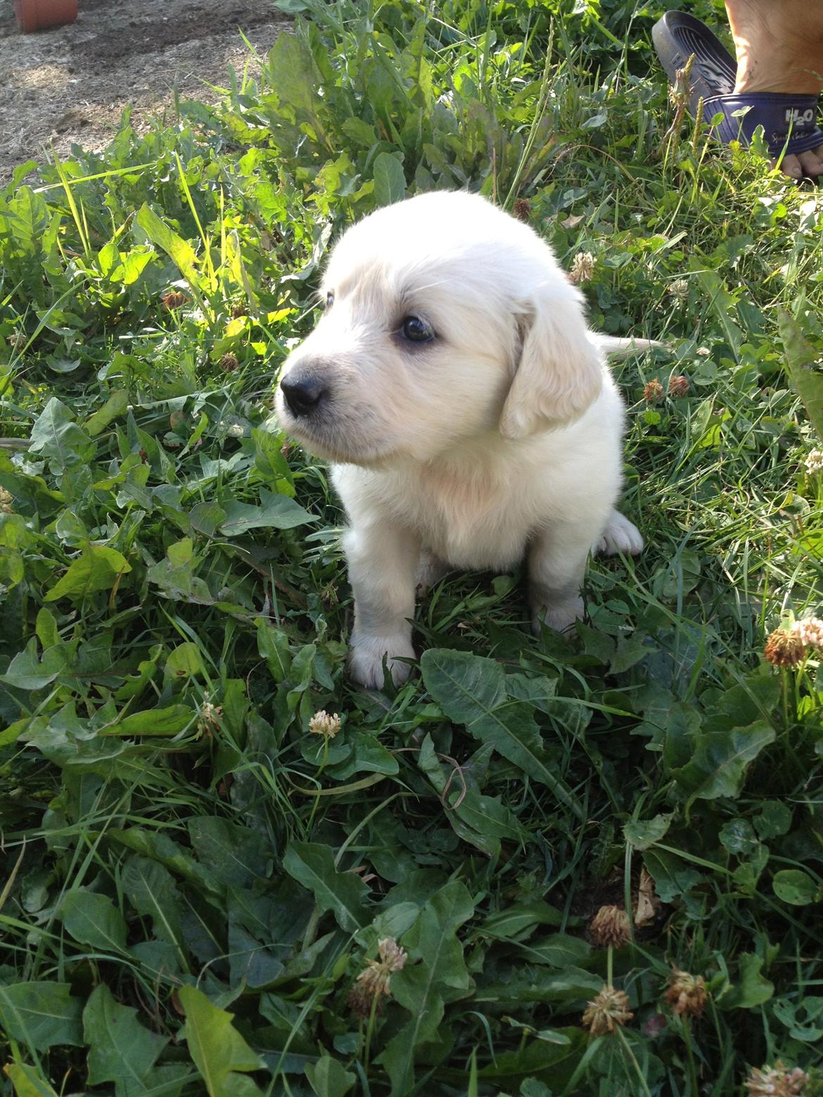 Golden retriever Fifi billede 12