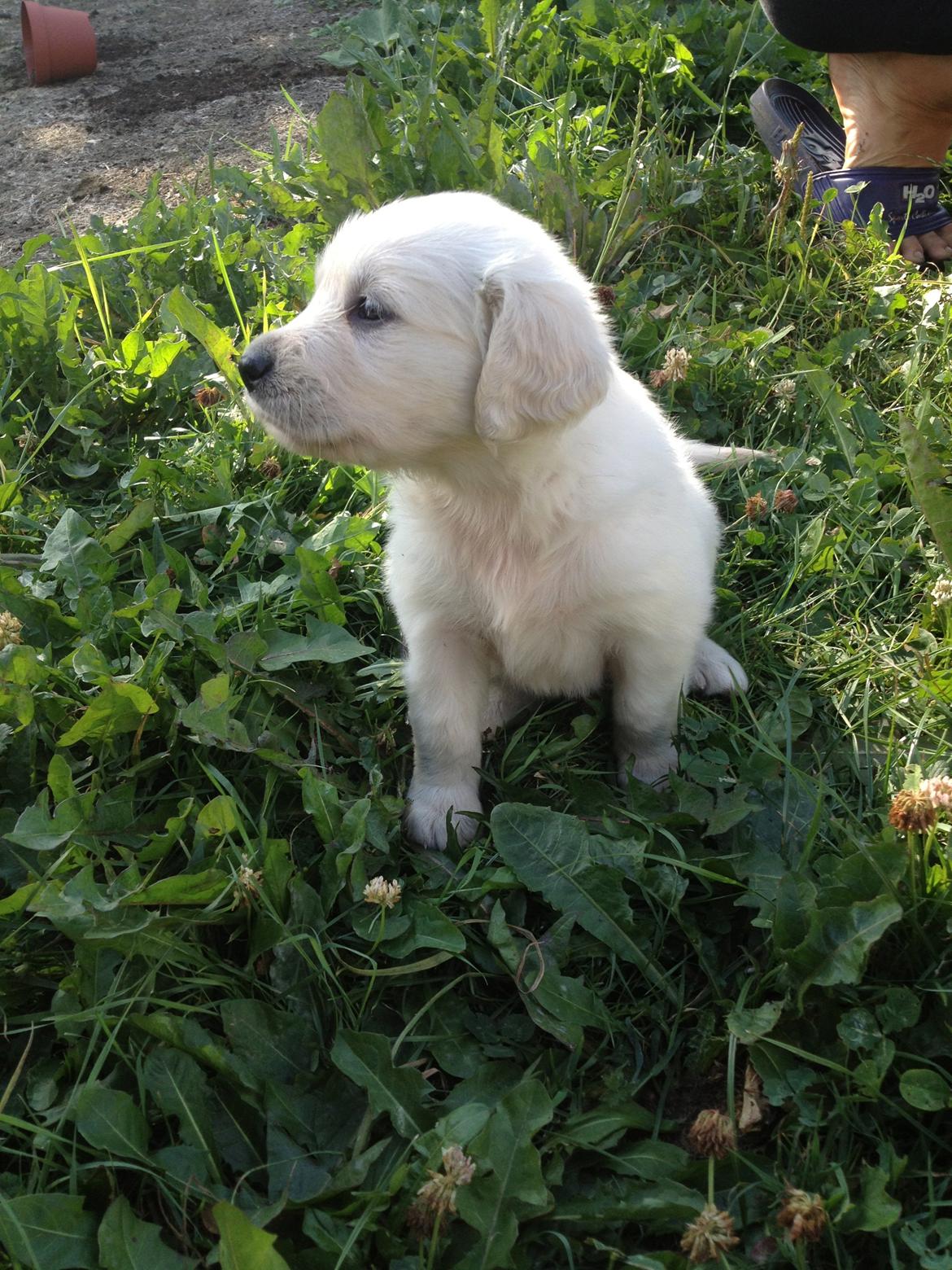 Golden retriever Fifi billede 13