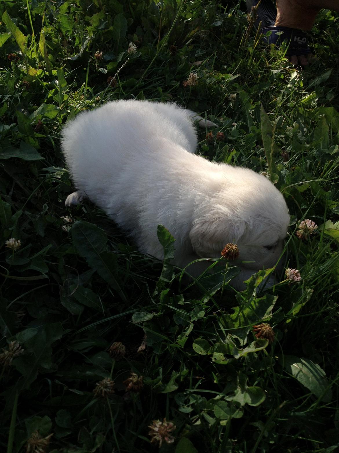 Golden retriever Fifi billede 15