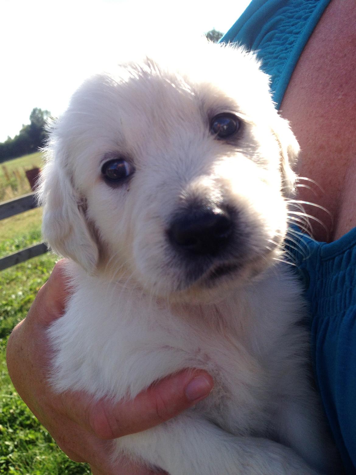 Golden retriever Fifi billede 7