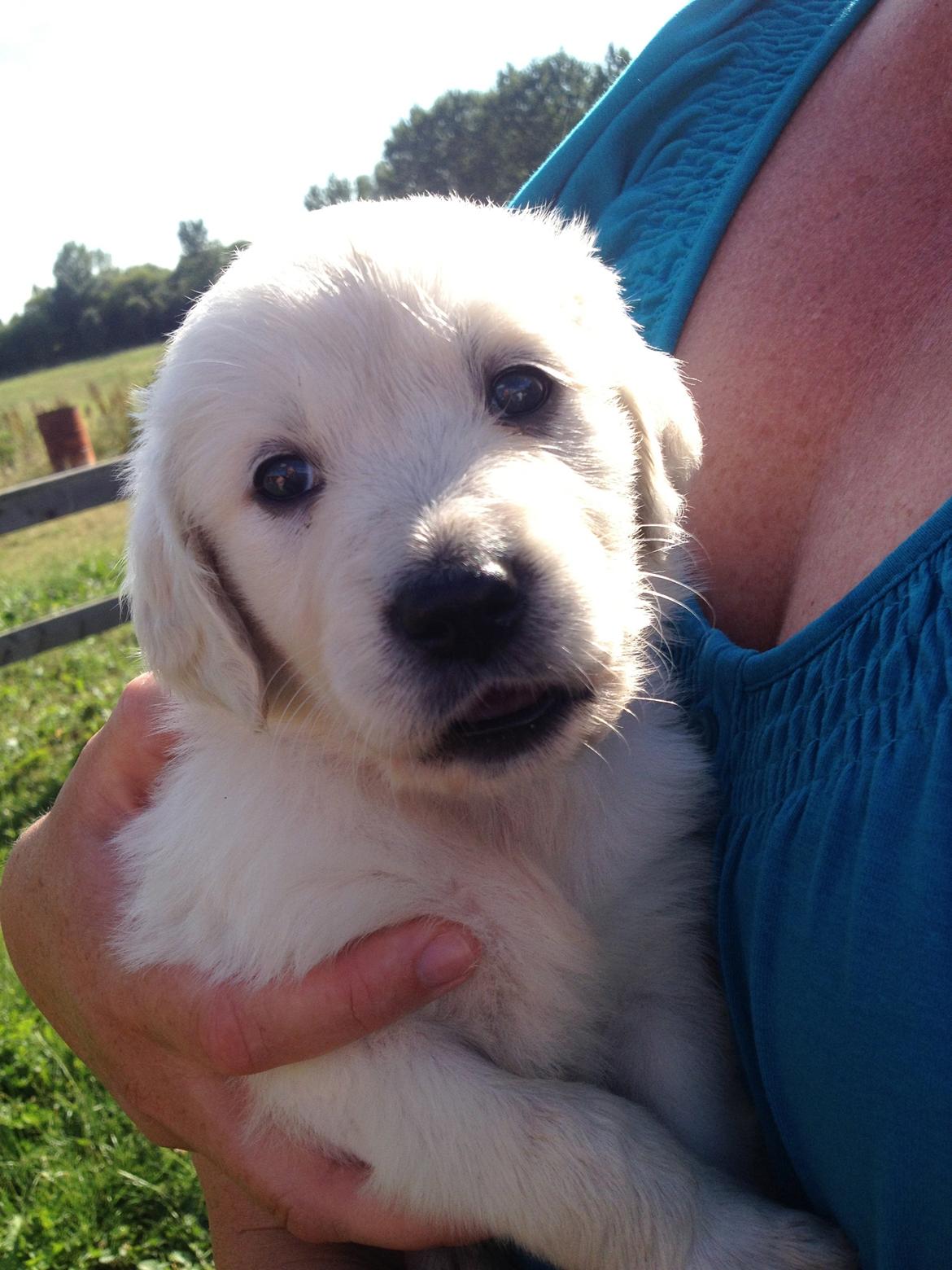 Golden retriever Fifi billede 8