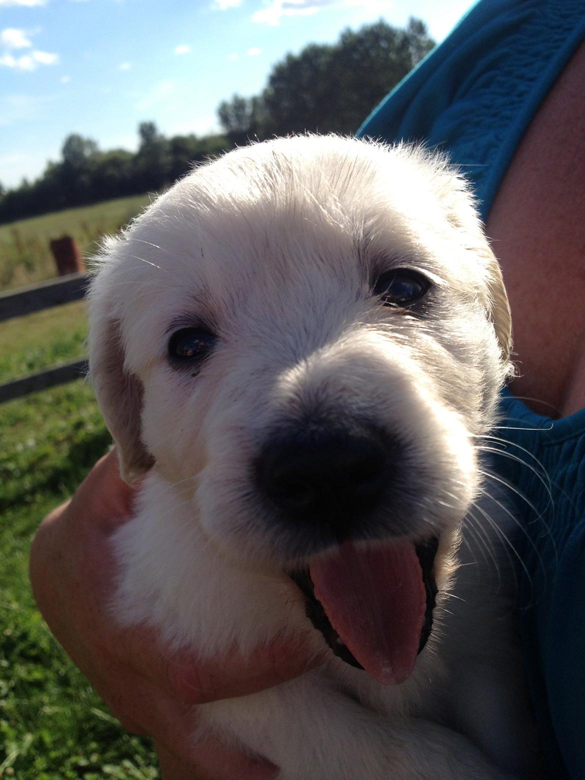 Golden retriever Fifi billede 9