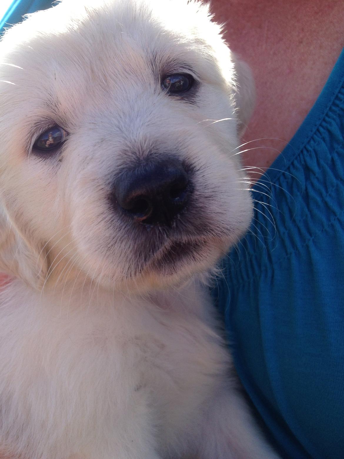 Golden retriever Fifi billede 6