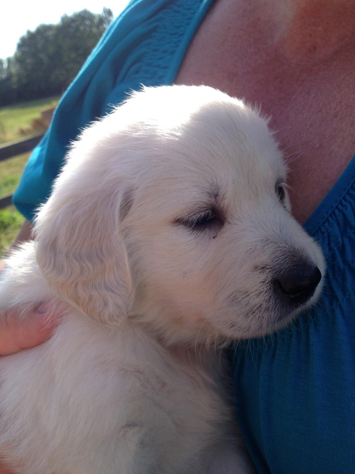 Golden retriever Fifi billede 10